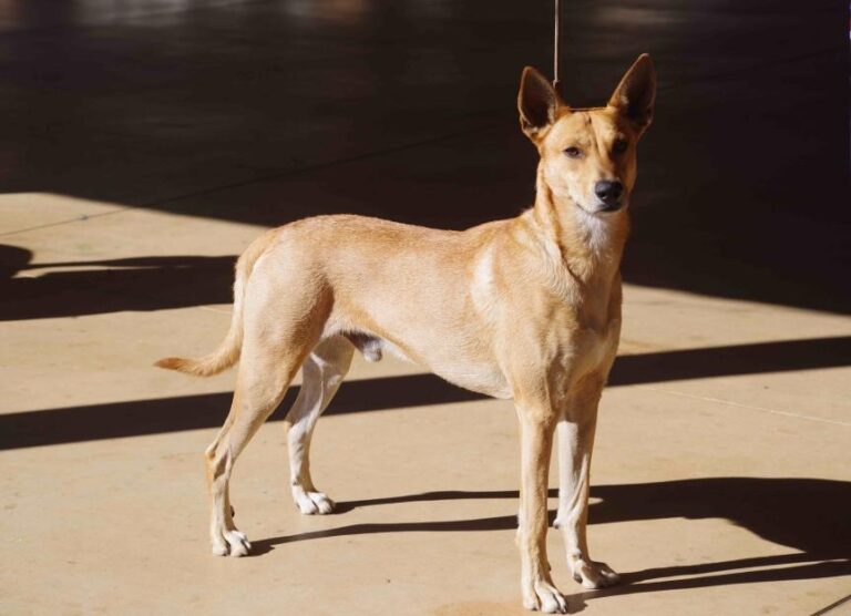IL CAROLINA DOG