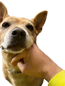 Carolina dog smile, Carolina dog sorride mentre viene accarezzato