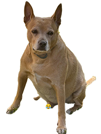 Carolina dog a bit chubby