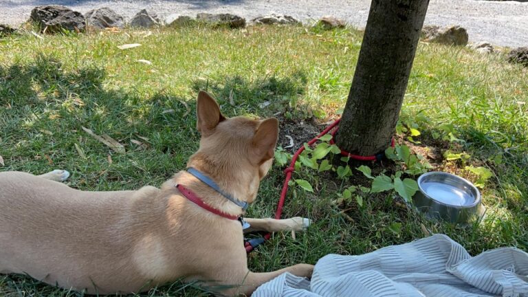 Rex Carolina Dog in montagna